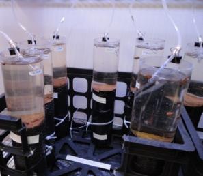 Mesocosm experiment